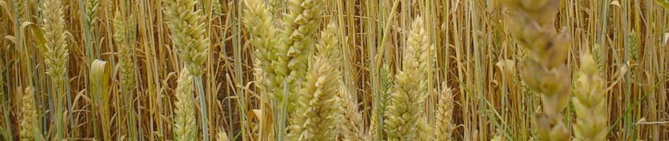 СГХП "ПОЛІМІНЕРАЛ"